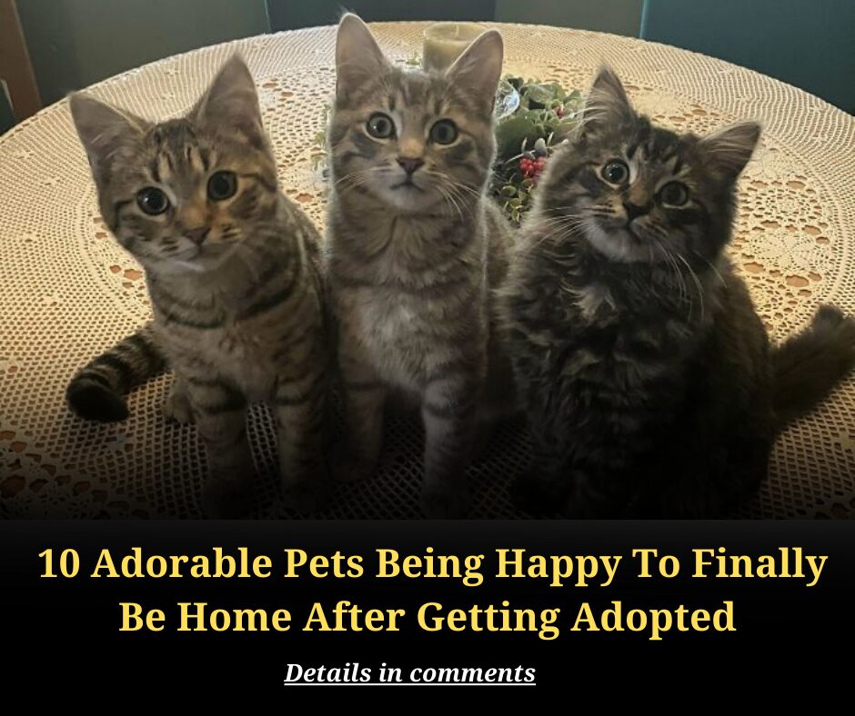 10 Adorable Pets Being Happy To Finally Be Home After Getting Adopted