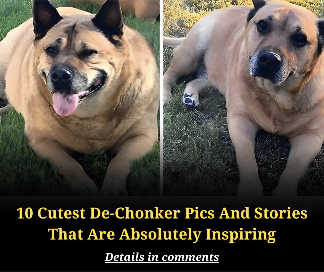 10 Cutest De-Chonker Pics And Stories That Are Absolutely Inspiring