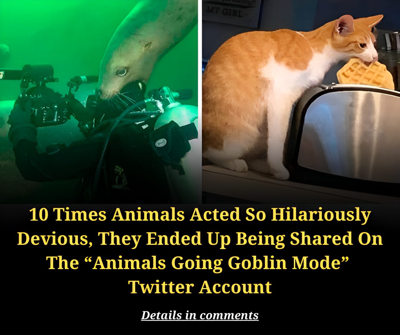 10 Times Animals Acted So Hilariously Devious, They Ended Up Being Shared On The “Animals Going Goblin Mode” Twitter Account