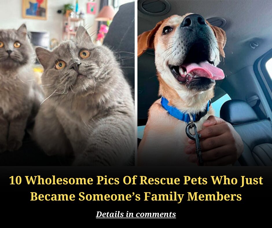 10 Wholesome Pics Of Rescue Pets Who Just Became Someone’s Family Members