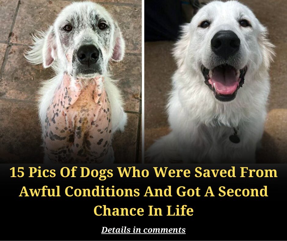 15 Pics Of Dogs Who Were Saved From Awful Conditions And Got A Second Chance In Life