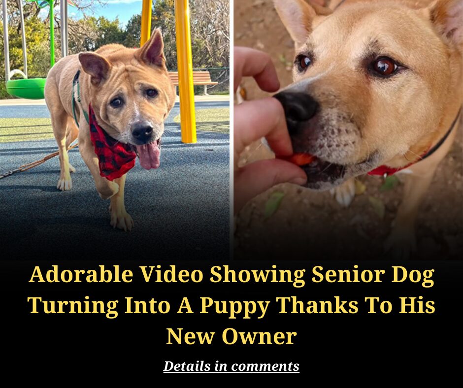 Adorable Video Showing Senior Dog Turning Into A Puppy Thanks To His New Owner