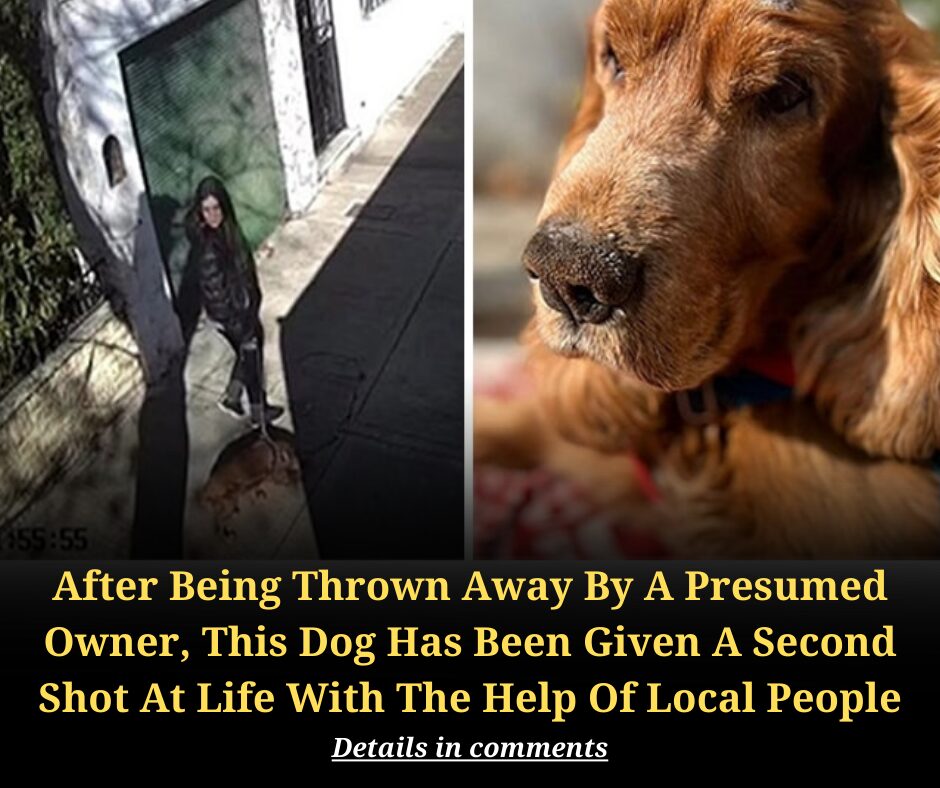 After Being Thrown Away By A Presumed Owner, This Dog Has Been Given A Second Shot At Life With The Help Of Local People