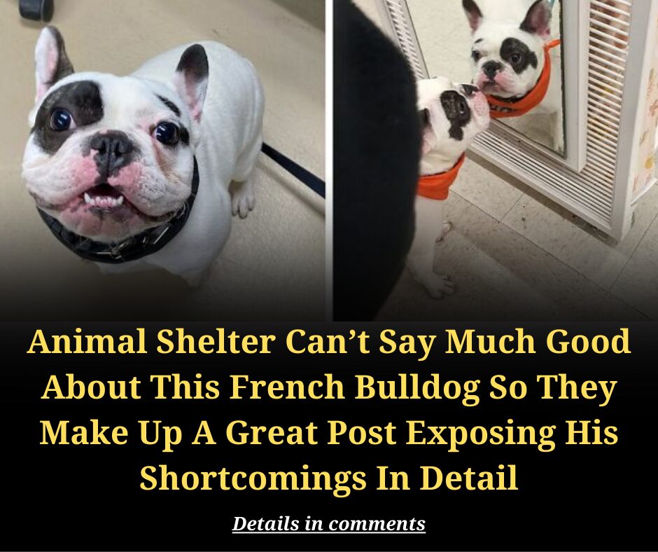 Animal Shelter Can’t Say Much Good About This French Bulldog So They Make Up A Great Post Exposing His Shortcomings In Detail