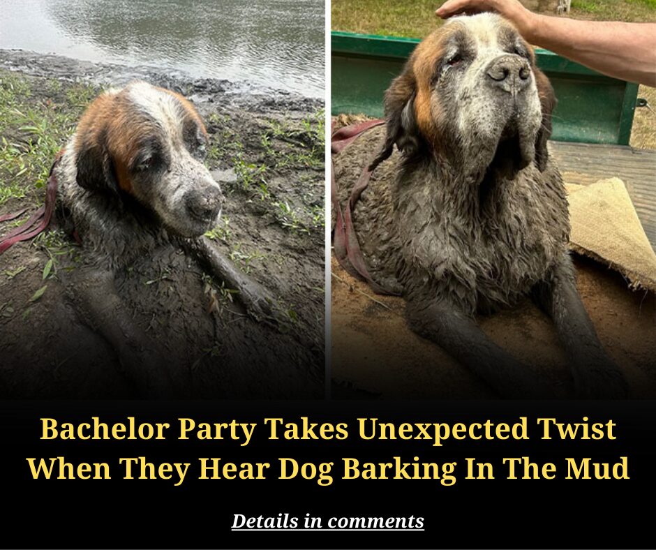 Bachelor Party Takes Unexpected Twist When They Hear Dog Barking In The Mud