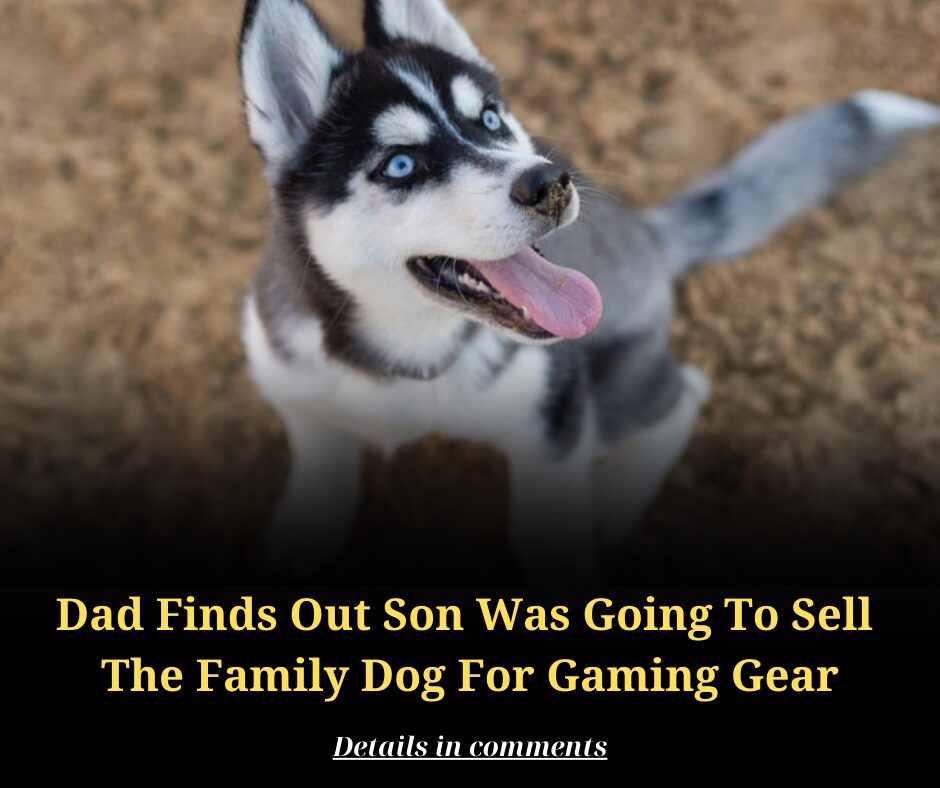 Dad Finds Out Son Was Going To Sell  The Family Dog For Gaming Gear