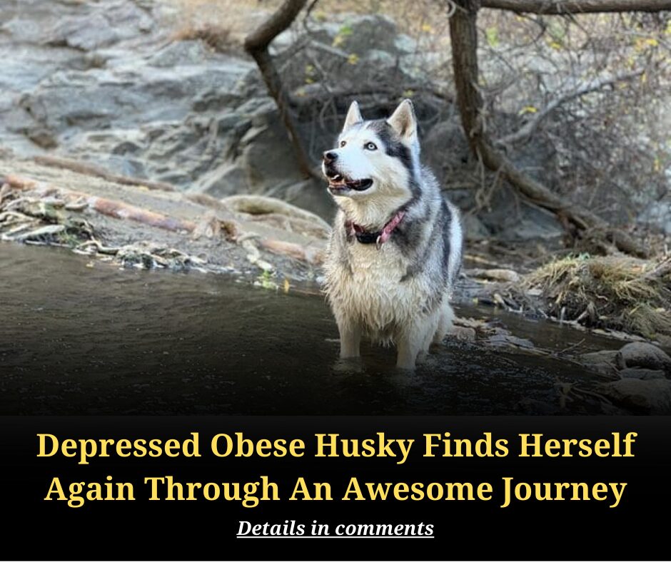 Depressed Obese Husky Finds Herself Again Through An Awesome Journey