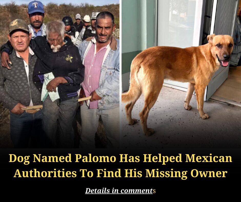 Dog Named Palomo Has Helped Mexican Authorities To Find His Missing Owner