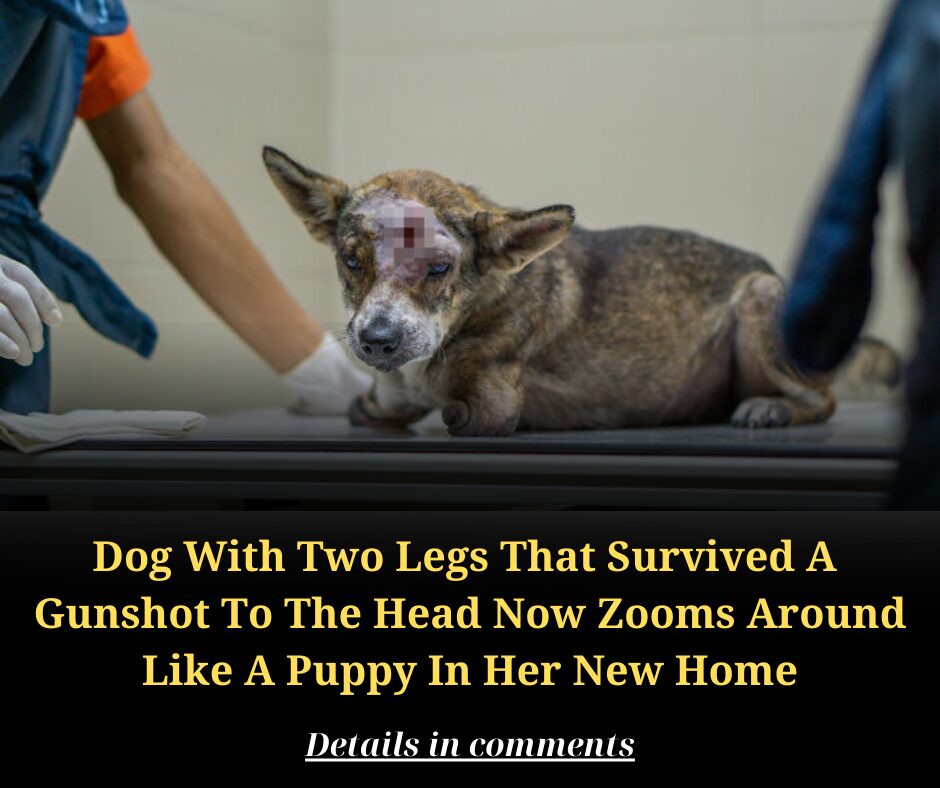 Dog With Two Legs That Survived A Gunshot To The Head Now Zooms Around Like A Puppy In Her New Home