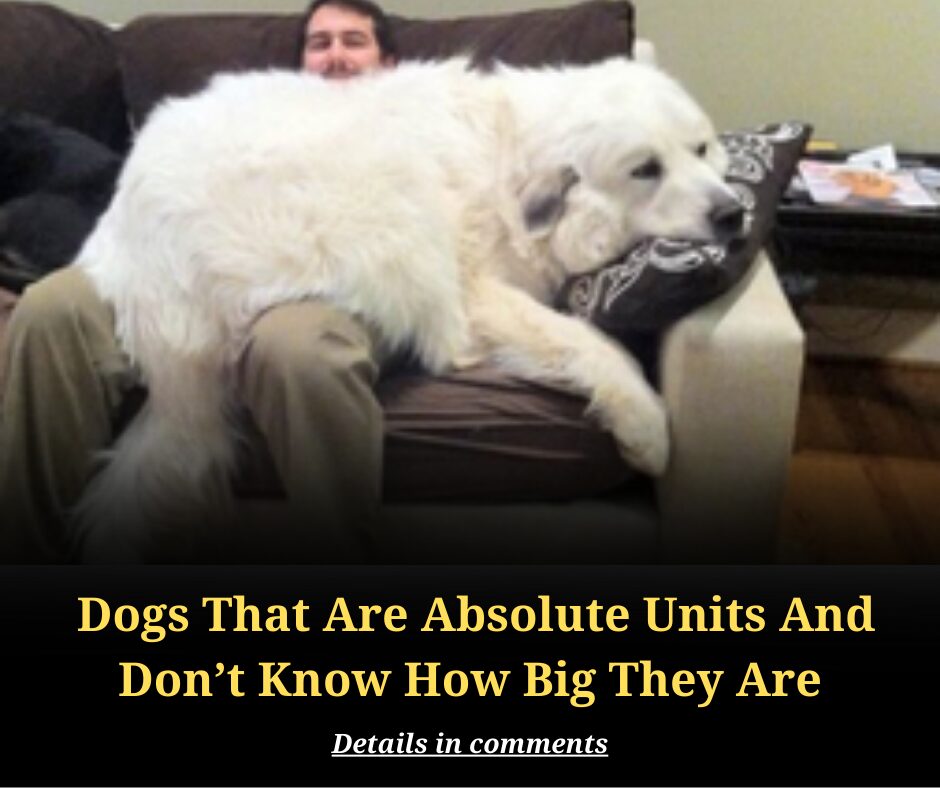 10 Dogs That Are Absolute Units And Don’t Know How Big They Are