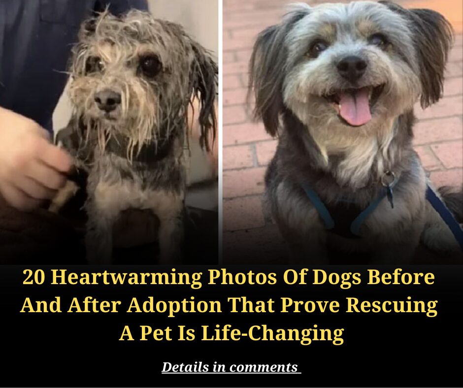 20 Heartwarming Photos Of Dogs Before And After Adoption That Prove Rescuing A Pet Is Life-Changing