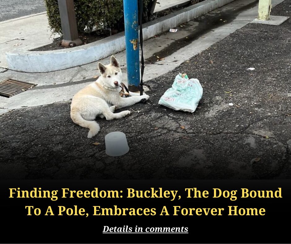 Finding Freedom: Buckley, The Dog Bound To A Pole, Embraces A Forever Home