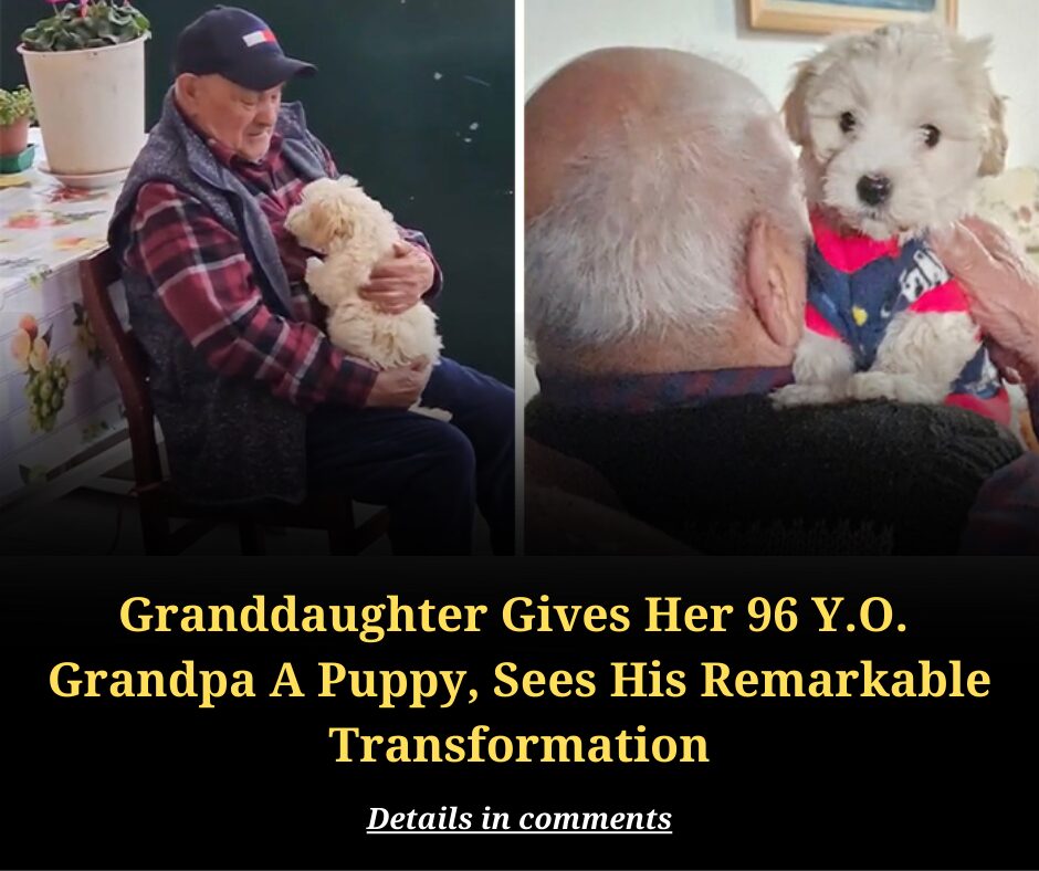 Granddaughter Gives Her 96 Y.O. Grandpa A Puppy, Sees His Remarkable Transformation