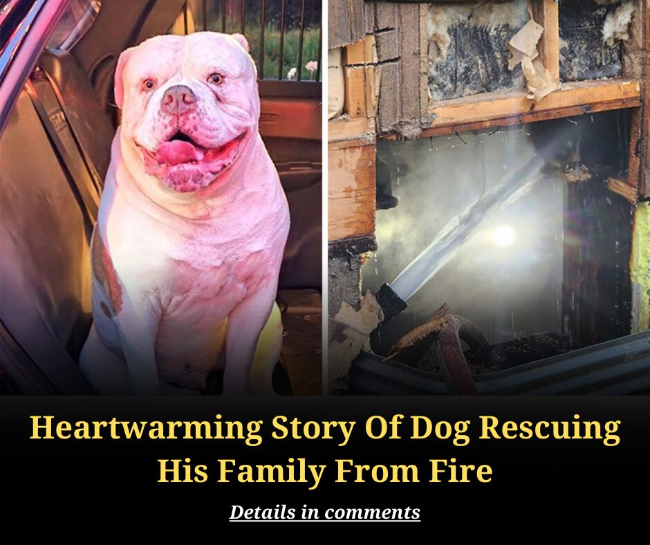 Heartwarming Story Of Dog Rescuing His Family From Fire