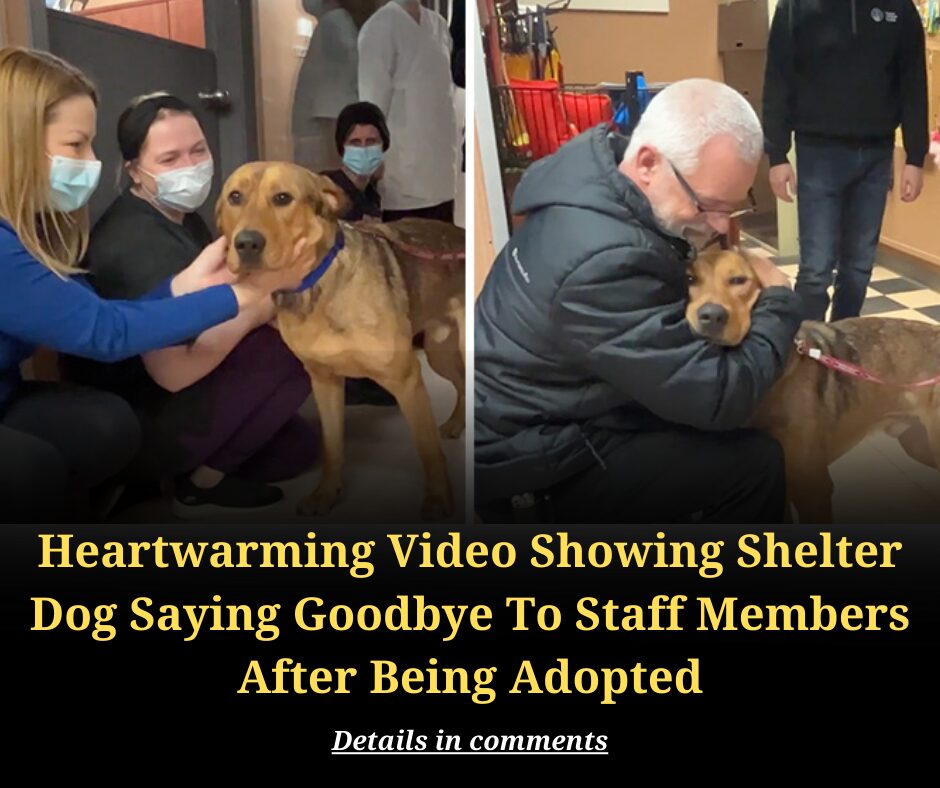 Heartwarming Video Showing Shelter Dog Saying Goodbye To Staff Members After Being Adopted