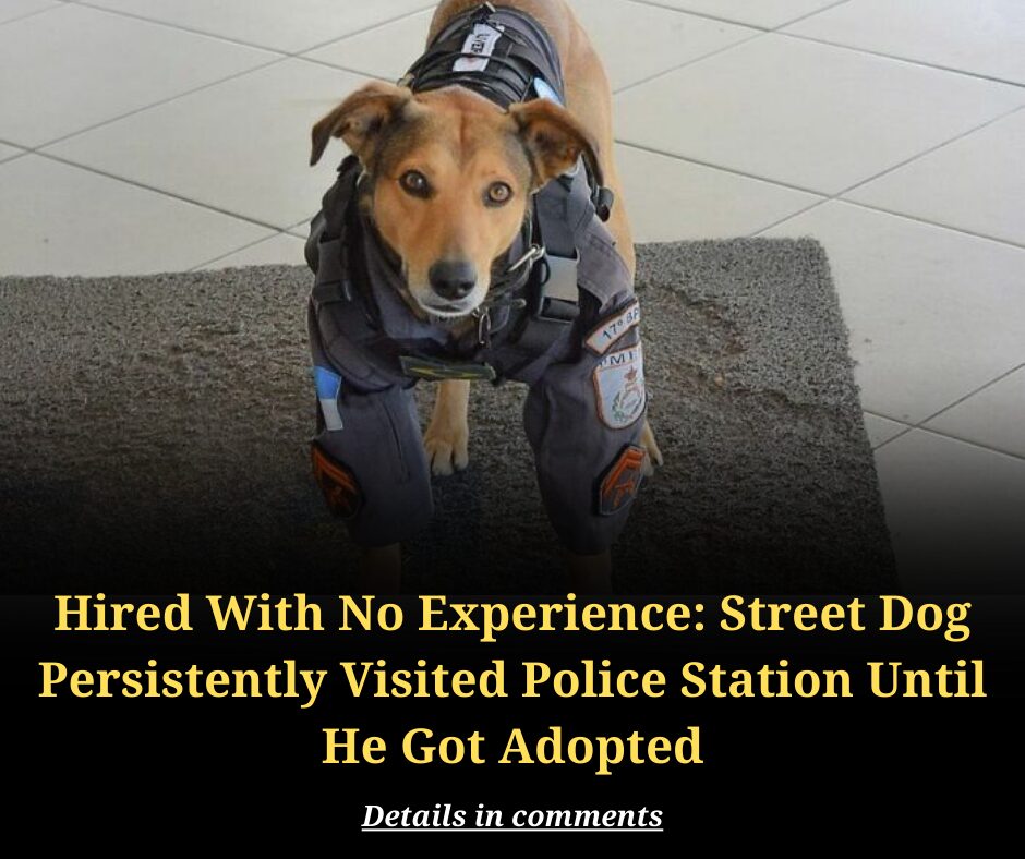 Hired With No Experience: Street Dog Persistently Visited Police Station Until He Got Adopted