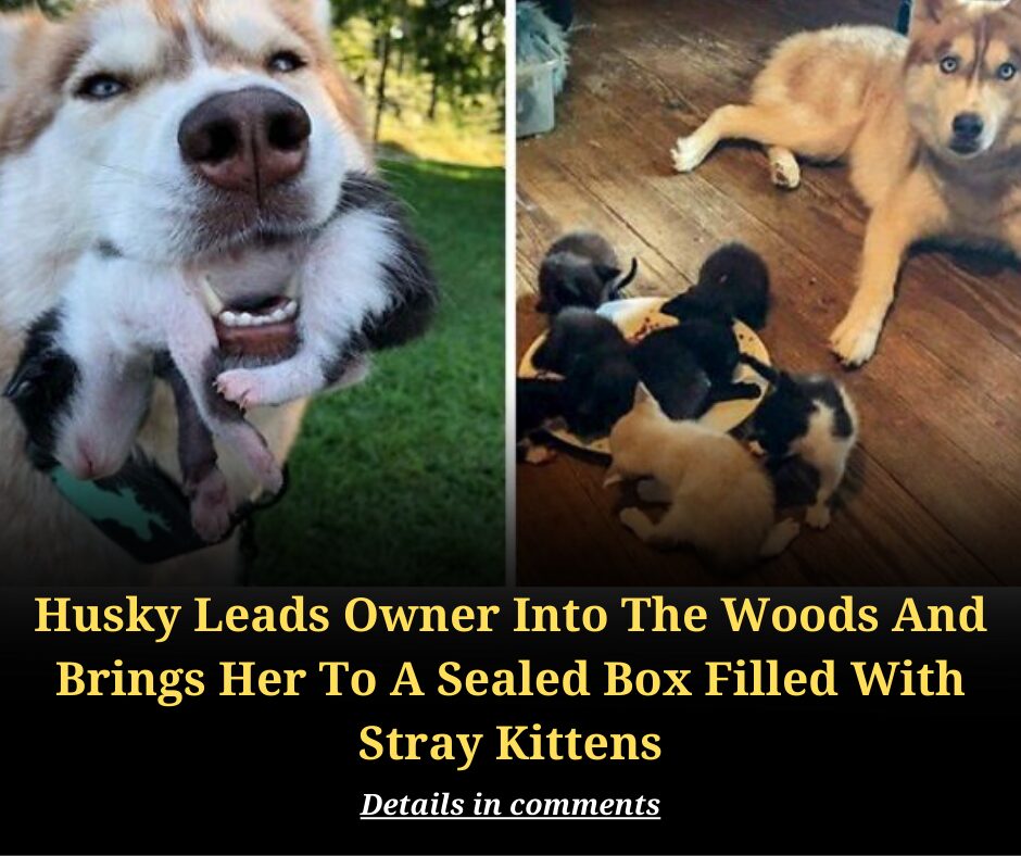 Husky Leads Owner Into The Woods And Brings Her To A Sealed Box Filled With Stray Kittens