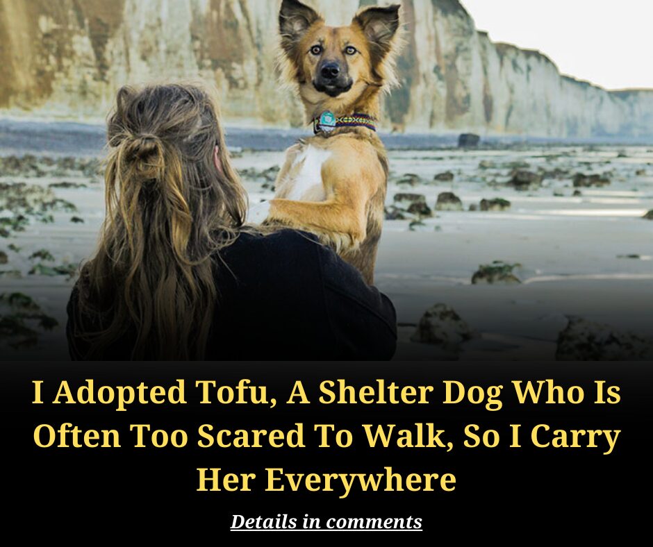 I Adopted Tofu, A Shelter Dog Who Is Often Too Scared To Walk, So I Carry Her Everywhere