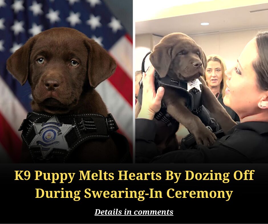 K9 Puppy Melts Hearts By Dozing Off During Swearing-In Ceremony