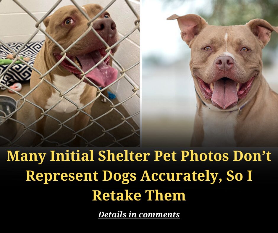 Many Initial Shelter Pet Photos Don’t Represent Dogs Accurately, So I Retake Them