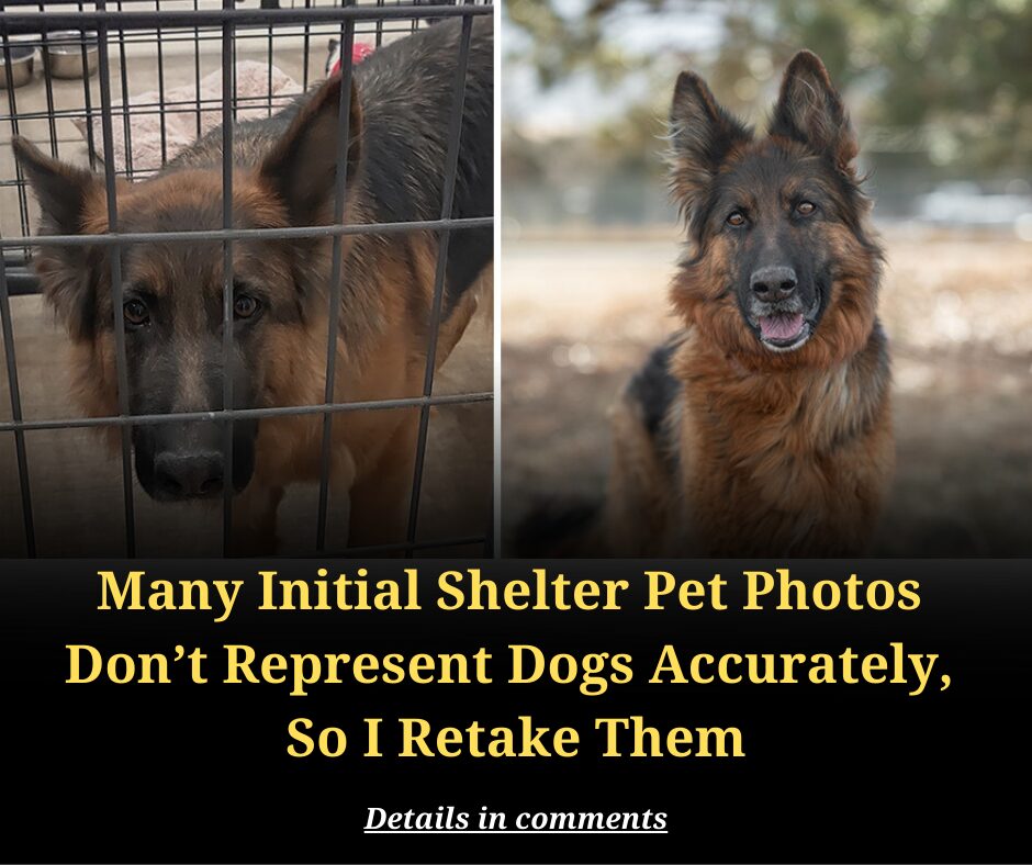 Many Initial Shelter Pet Photos  Don’t Represent Dogs Accurately,  So I Retake Them