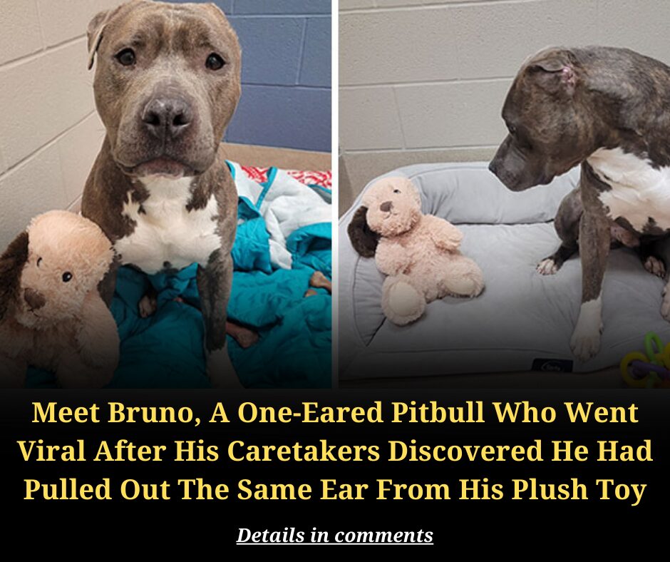 Meet Bruno, A One-Eared Pitbull Who Went Viral After His Caretakers Discovered He Had Pulled Out The Same Ear From His Plush Toy