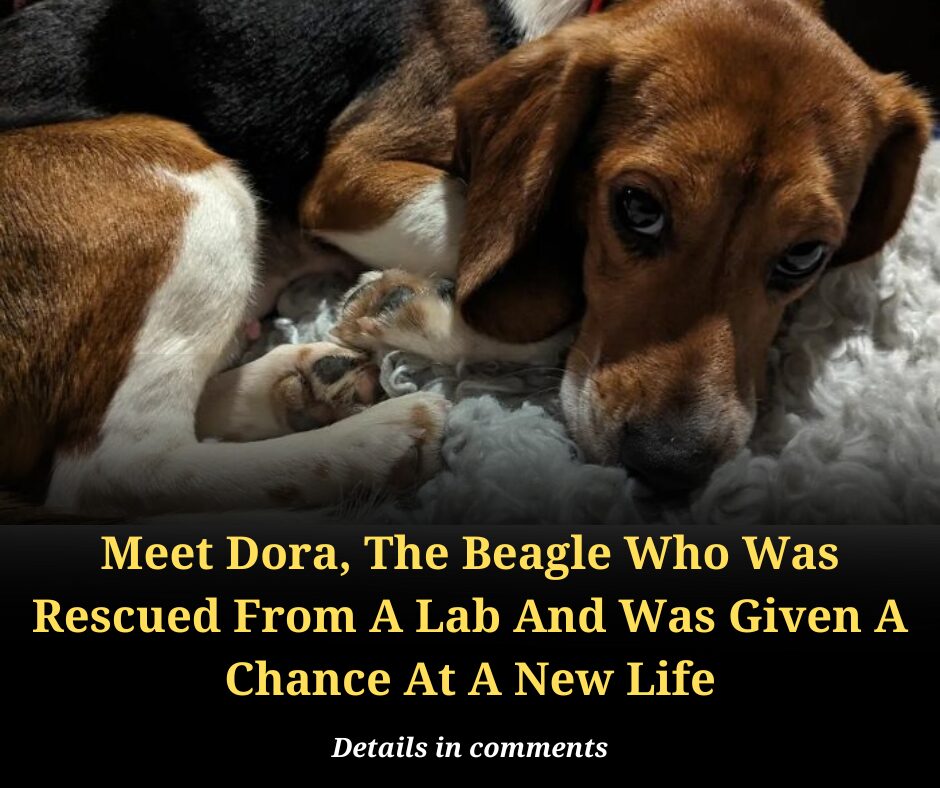 Meet Dora, The Beagle Who Was Rescued From A Lab And Was Given A Chance At A New Life