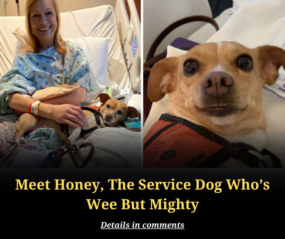 Meet Honey, The Service Dog Who’s Wee But Mighty