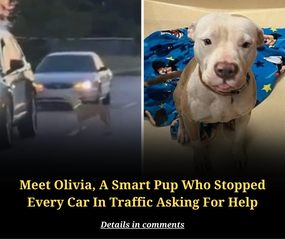 Meet Olivia, A Smart Pup Who Stopped Every Car In Traffic Asking For Help