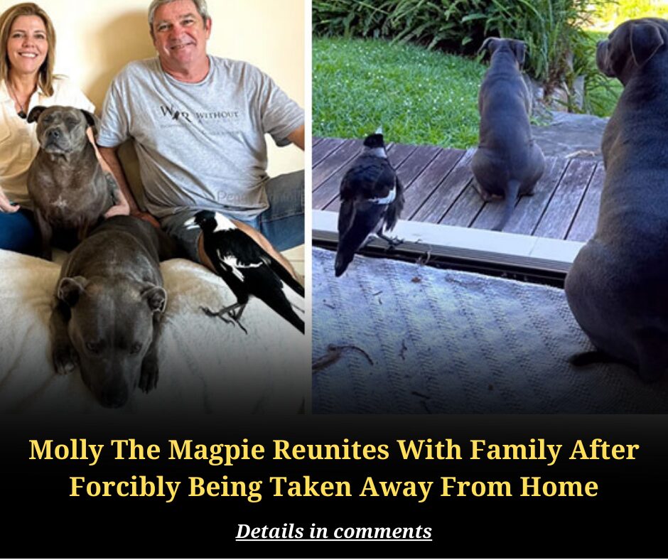 Molly The Magpie Reunites With Family After Forcibly Being Taken Away From Home