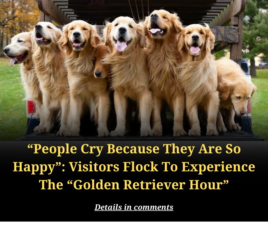 “People Cry Because They Are So Happy”: Visitors Flock To Experience The “Golden Retriever Hour”