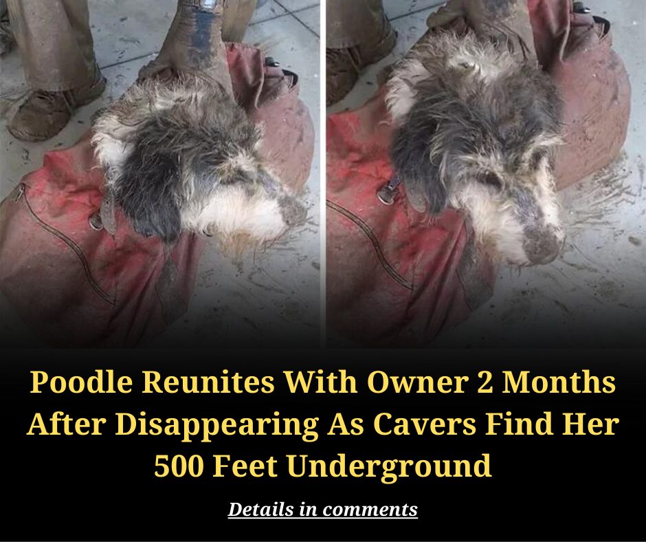 Poodle Reunites With Owner 2 Months After Disappearing As Cavers Find Her 500 Feet Underground