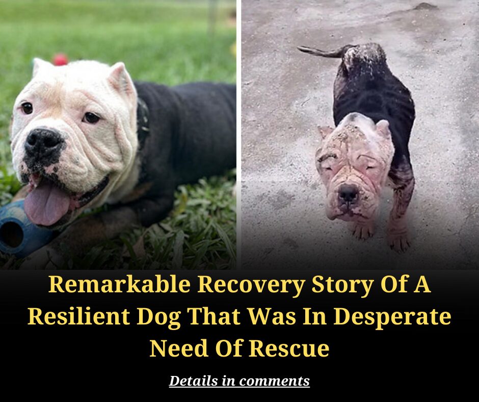 Remarkable Recovery Story Of A Resilient Dog That Was In Desperate Need Of Rescue