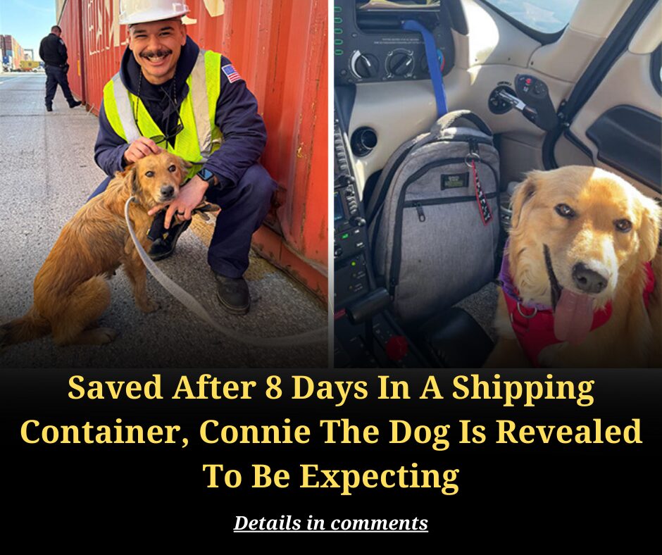 Saved After 8 Days In A Shipping Container, Connie The Dog Is Revealed To Be Expecting