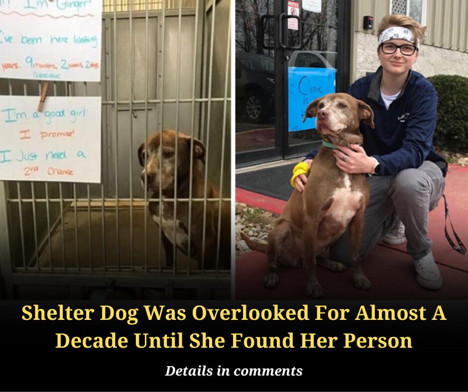 Shelter Dog Was Overlooked For Almost A Decade Until She Found Her Person