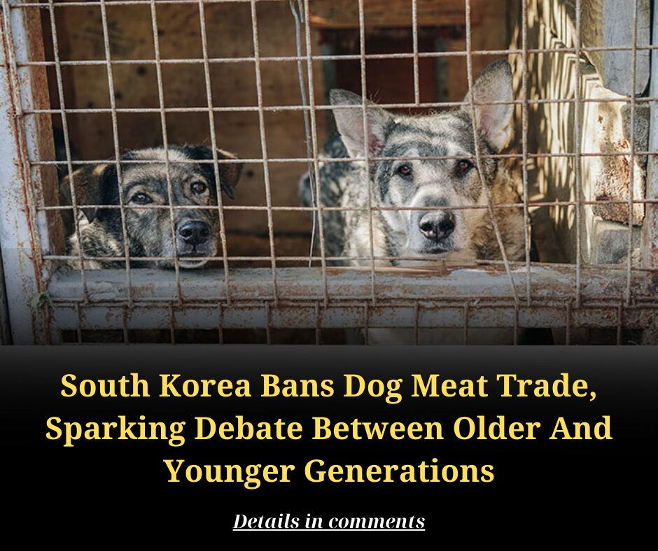 South Korea Bans Dog Meat Trade, Sparking Debate Between Older And Younger Generations