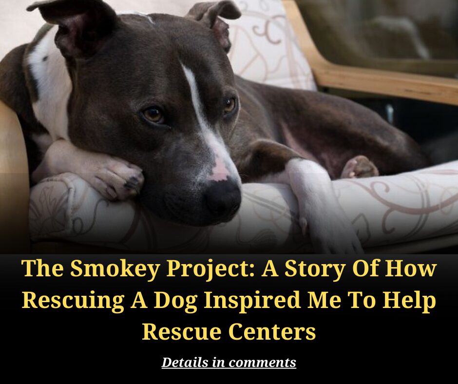 The Smokey Project: A Story Of How Rescuing A Dog Inspired Me To Help Rescue Centers