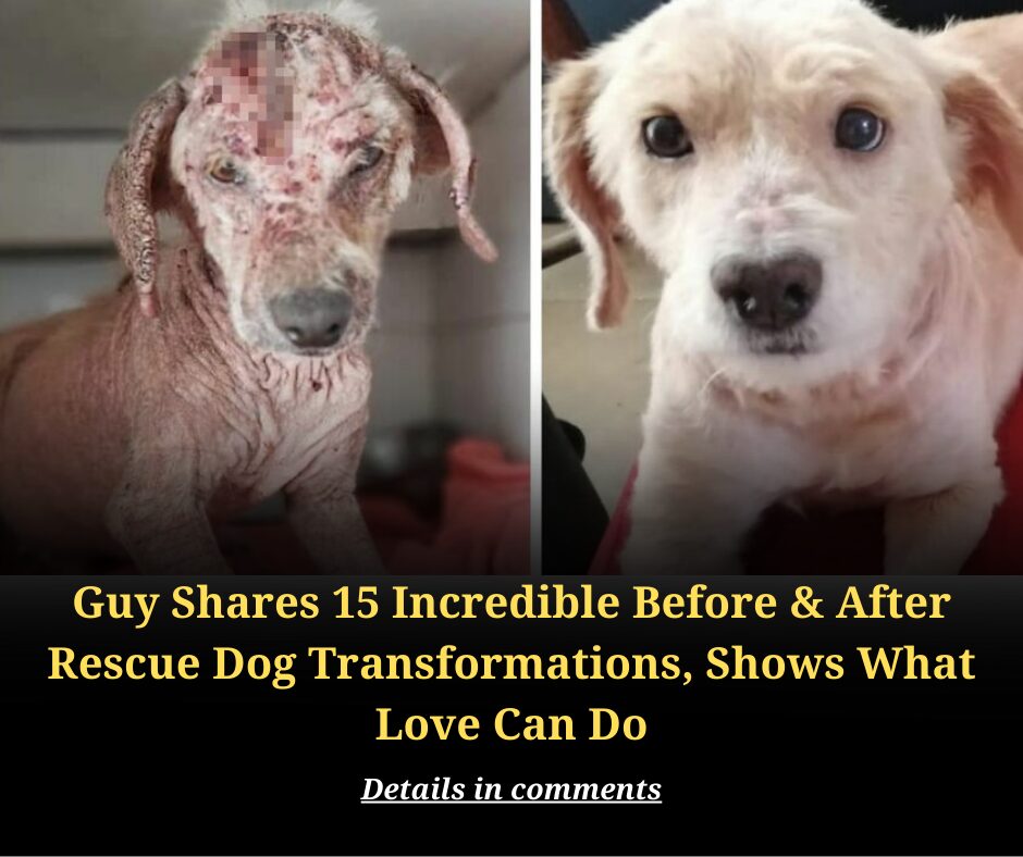 Guy Shares 15 Incredible Before & After Rescue Dog Transformations, Shows What Love Can Do