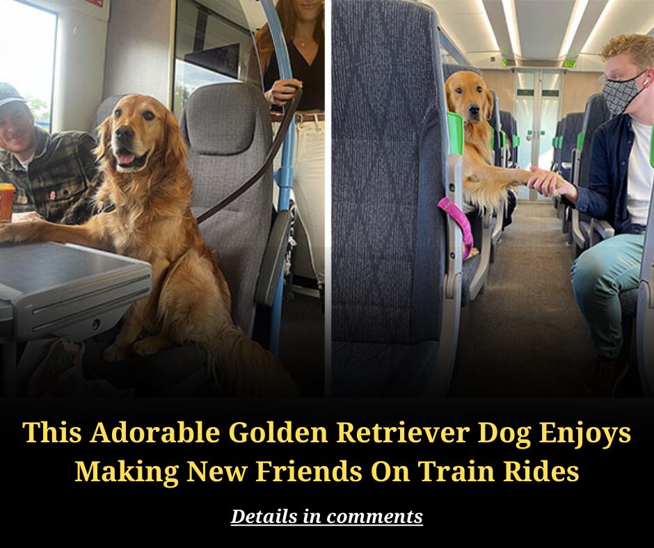 This Adorable Golden Retriever Dog Enjoys Making New Friends On Train Rides