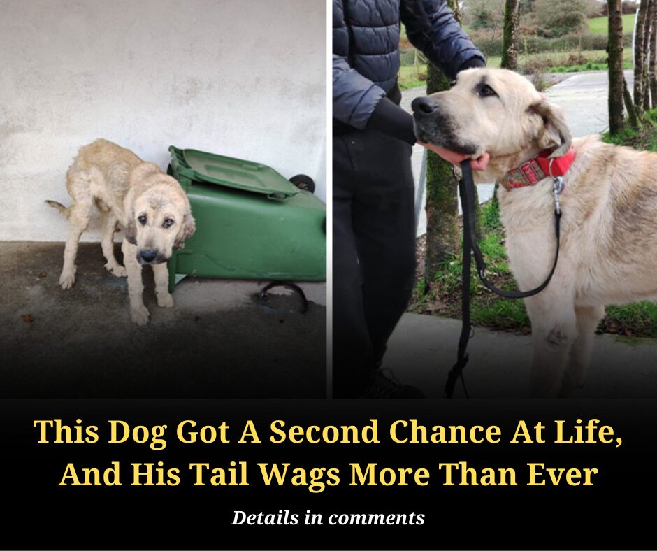 This Dog Got A Second Chance At Life, And His Tail Wags More Than Ever