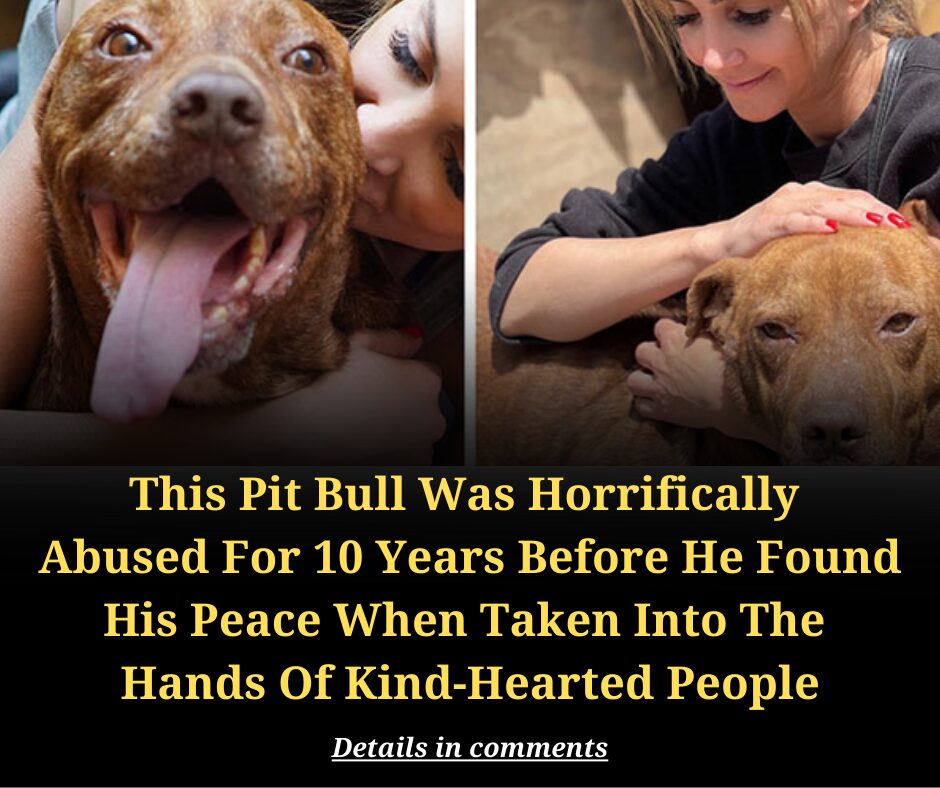 This Pit Bull Was Horrifically  Abused For 10 Years Before He Found His Peace When Taken Into The  Hands Of Kind-Hearted People