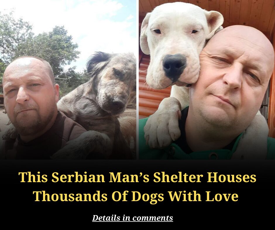 This Serbian Man’s Shelter Houses Thousands Of Dogs With Love