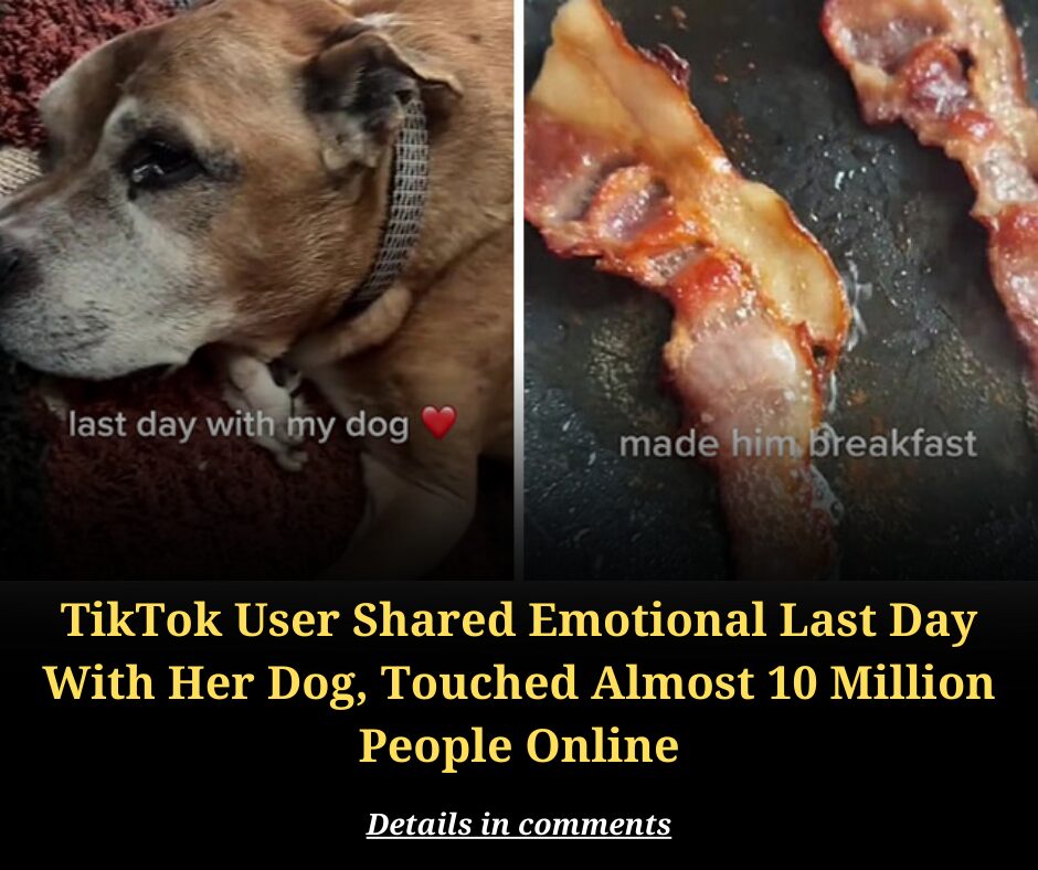 TikTok User Shared Emotional Last Day With Her Dog, Touched Almost 10 Million People Online