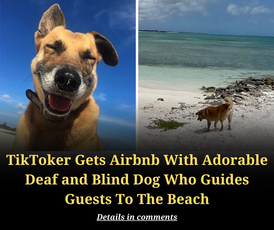 TikToker Gets Airbnb With Adorable Deaf and Blind Dog Who Guides Guests To The Beach