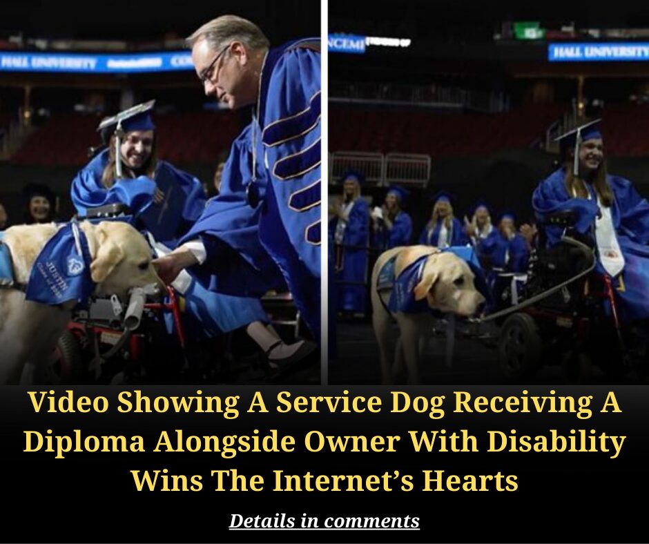 Video Showing A Service Dog Receiving A Diploma Alongside Owner With Disability Wins The Internet’s Hearts