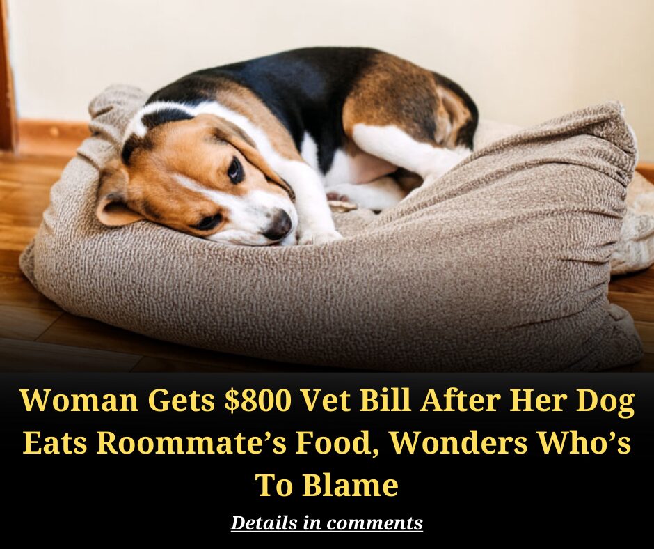 Woman Gets $800 Vet Bill After Her Dog Eats Roommate’s Food, Wonders Who’s To Blame