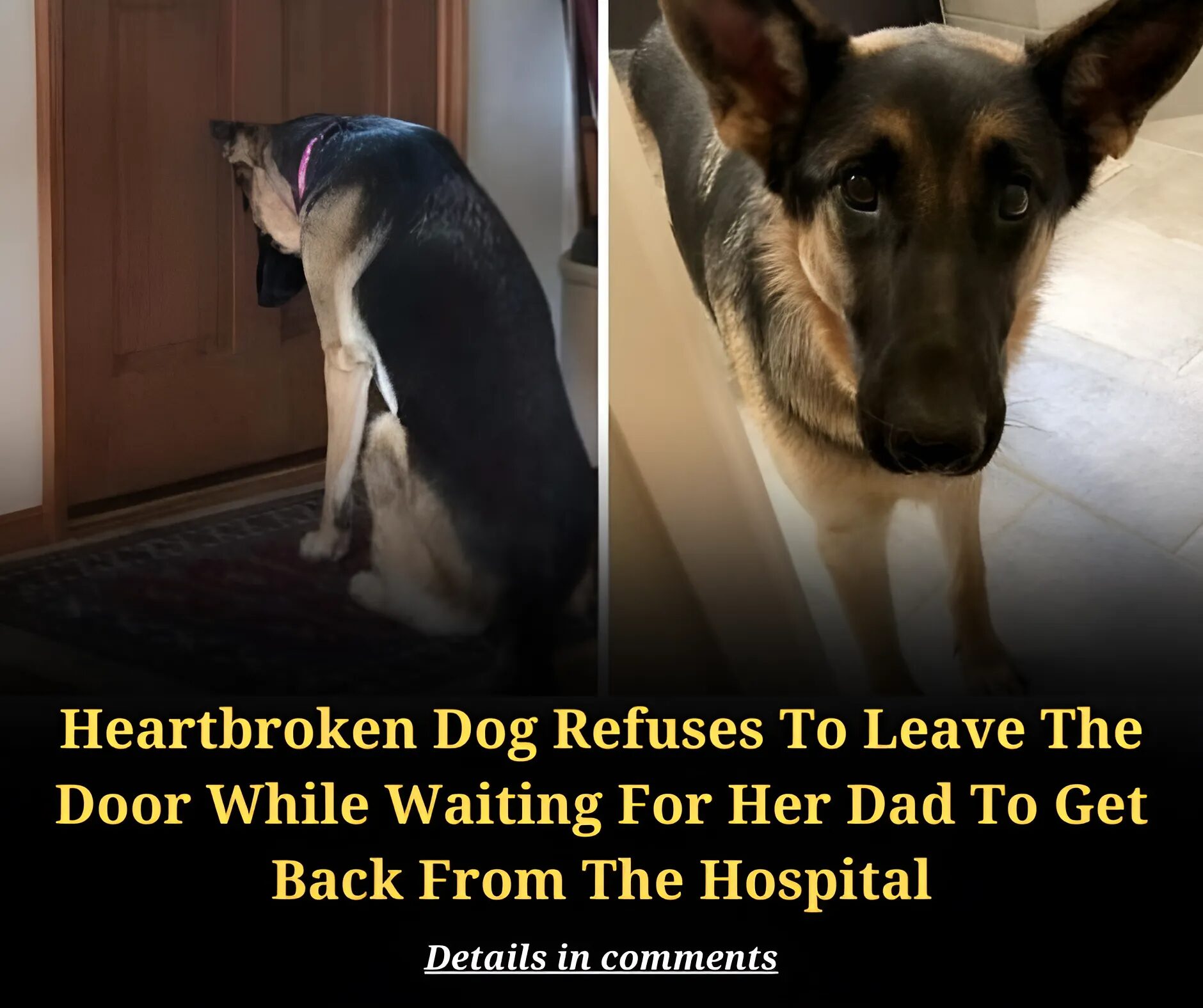 Heartbroken Dog Refuses To Leave The Door While Waiting For Her Dad To Get Back From The Hospital