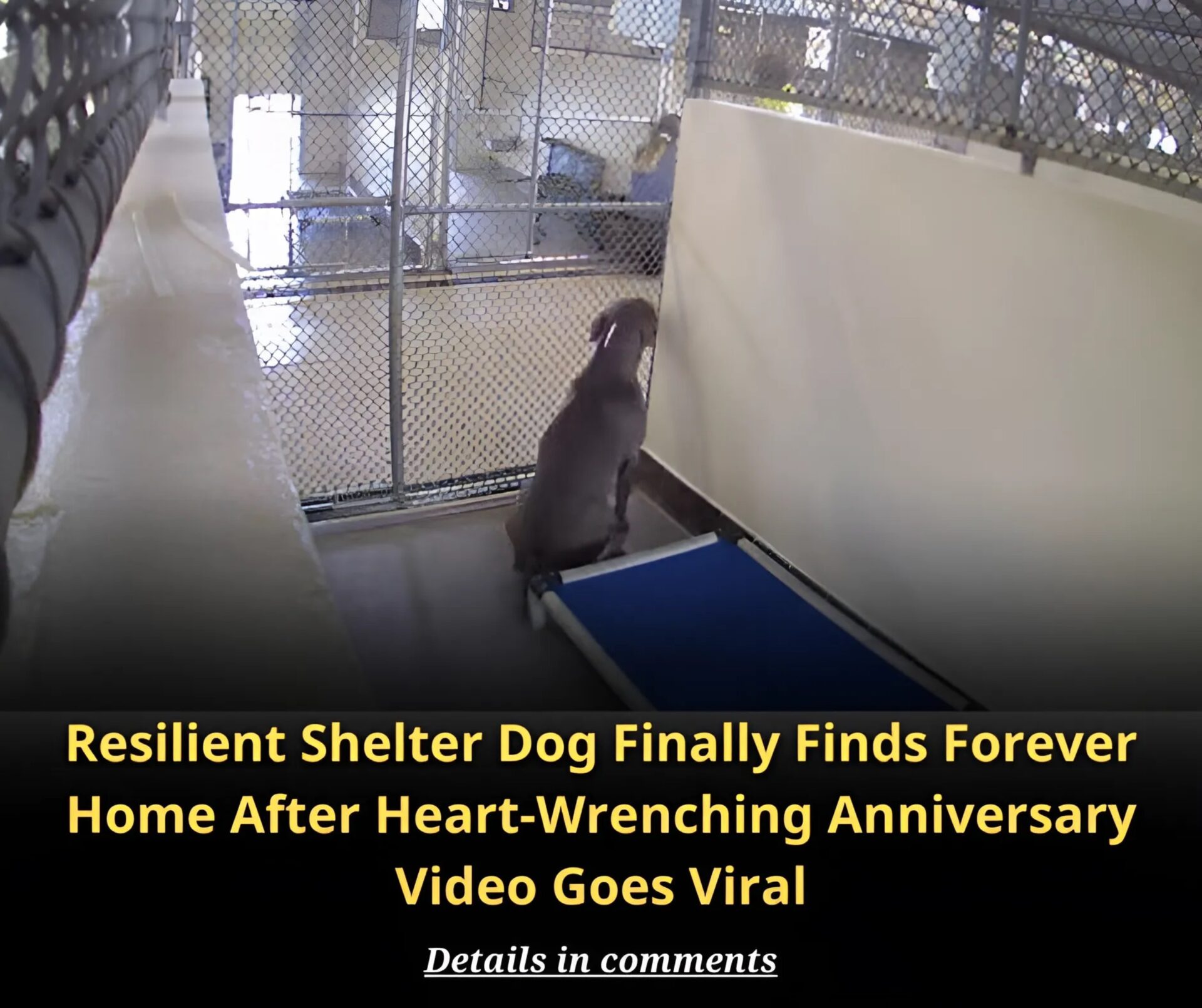 Resilient Shelter Dog Finally Finds Forever Home After Heart-Wrenching Anniversary Video Goes Viral