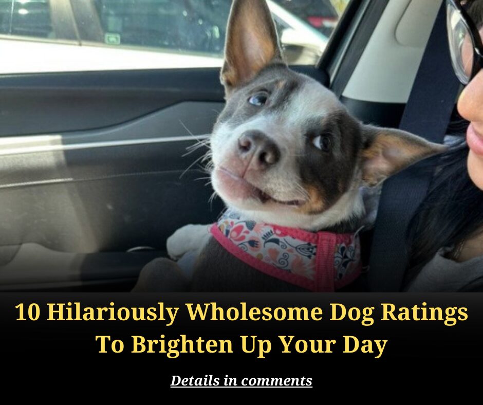 10 Hilariously Wholesome Dog Ratings To Brighten Up Your Day