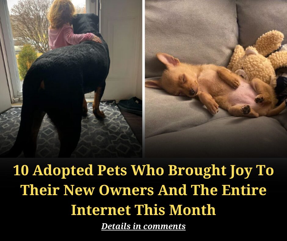 10 Adopted Pets Who Brought Joy To Their New Owners And The Entire Internet This Month